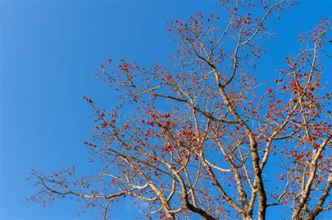 Blossoming The Red Silk Cotton Tree Silk Cotton Tree Red Cotton Tree