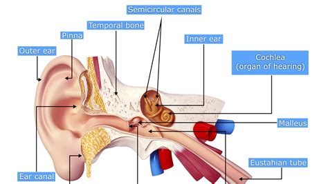 Can A Hole In The Eardrum Cause Dizziness - A Pictures Of Hole 2018