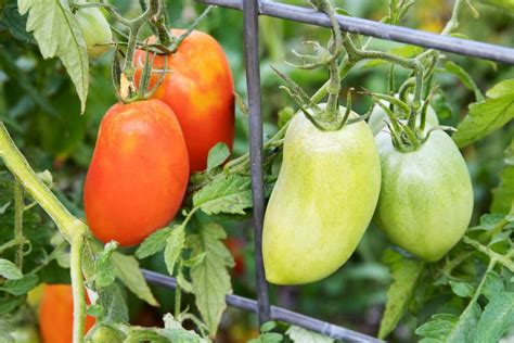 How to Grow and Care for Roma Tomatoes