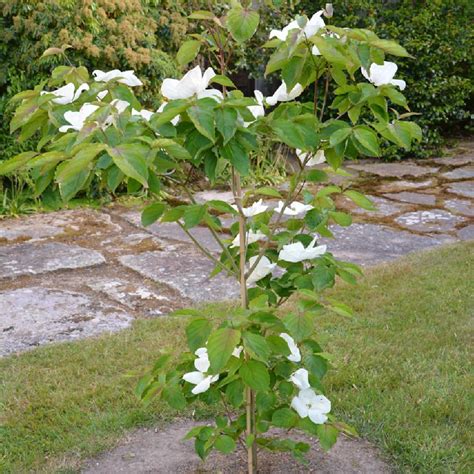 Cornus Kousa Venus Cornouiller D Asie Cornouiller Du Japon