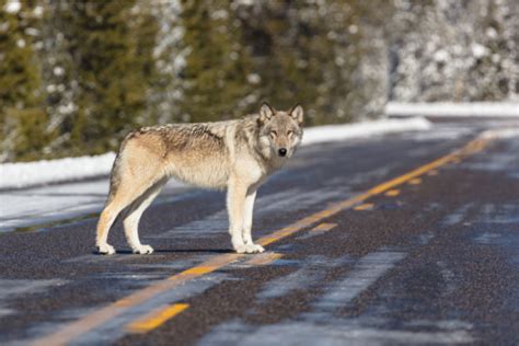 Wolves Will Roam The Rocky Mountains Again | Thomas Jefferson High School