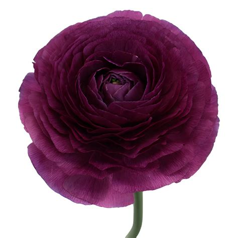 Purpleberry Italian Cloony Ranunculus Bulk Flowers Fiftyflowers