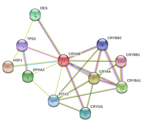 Alpha B Crystallin Protein Overview Sino Biological