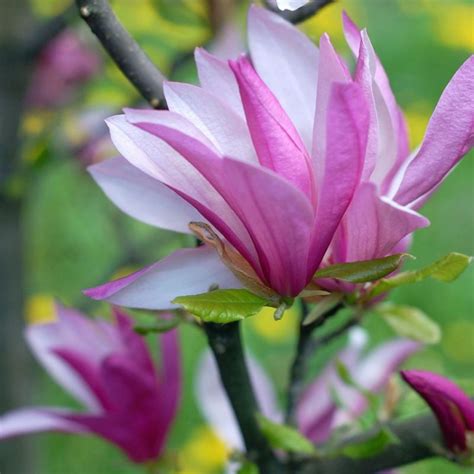 Plante Decorative Magnolia Magnolia George Henry Kern