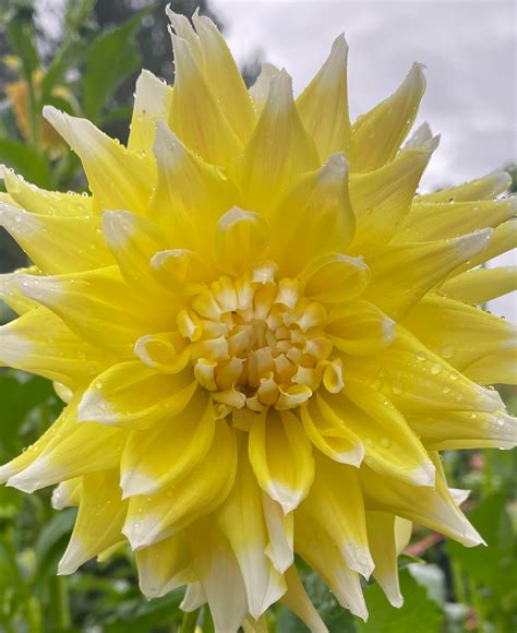 Lemon Meringue Dubuque Dahlias