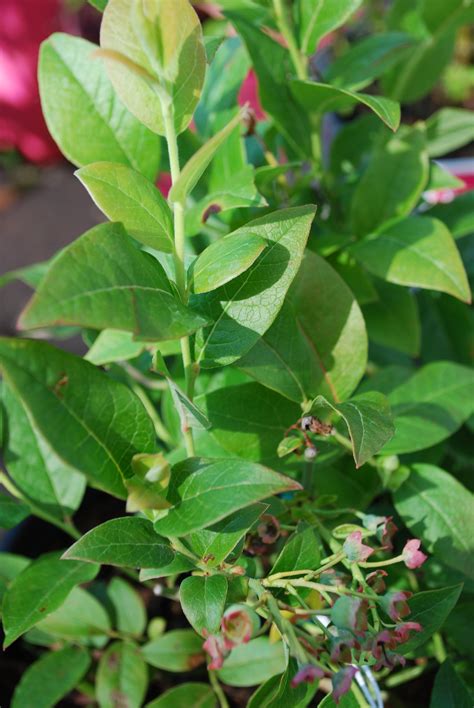 Northblue Blueberry • Kiwi Nurseries Ltd