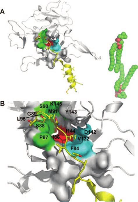 A model of signal peptidase in complex with the signal peptide of the ...