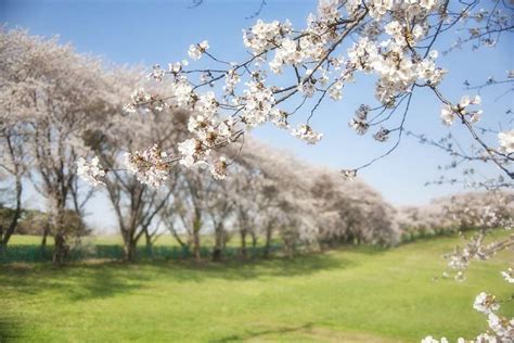 Les Cerisiers Bigarreau La Solution Parfaite Pour Gayer Votre Jardin