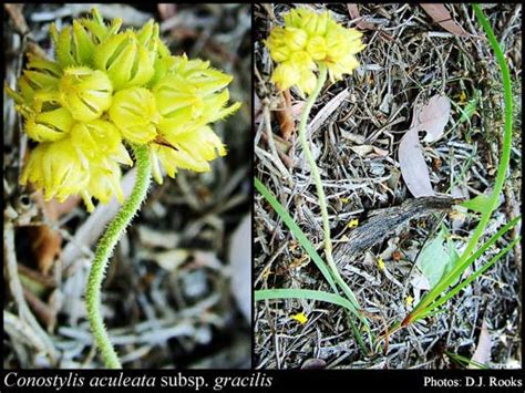 Photograph Conostylis Aculeata Subsp Gracilis Hopper Florabase