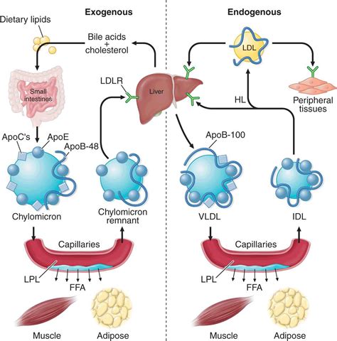 Disorders of Lipoprotein Metabolism | Thoracic Key