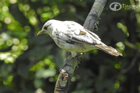 Leucismo en Turdus grayi Mirla Parda Tinamú Birding Reserva Natural