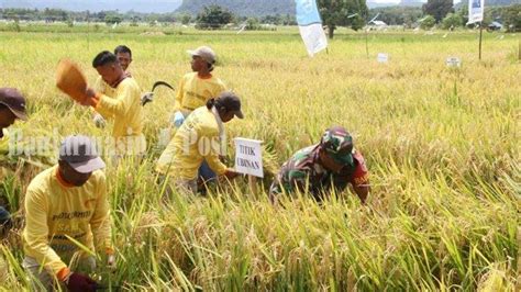 Petani Kabupaten Hulu Sungai Tengah Sibuk Panen Raya Biasa Jual Gabah