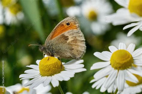 Kleines Wiesenvögelchen Coenonympha pamphilus Schmetterling auf der