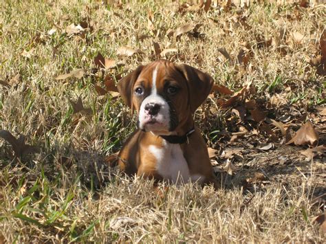 She was sooooo tiny! | Dogs, Animals, Pitbulls