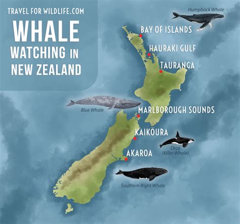 Pilot Whale Migration Path