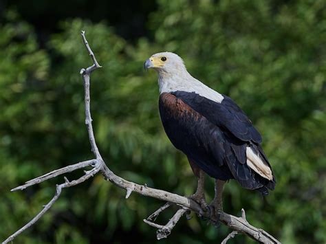 Premium Photo African Fish Eagle Haliaeetus Vocifer