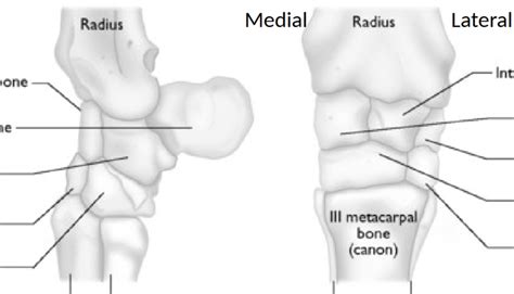 Equine Carpus Diagram Quizlet