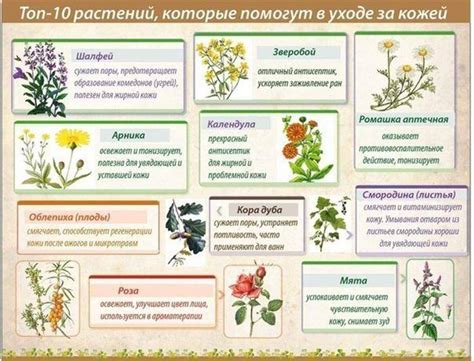 Лечебные травы: список, описание, свойства