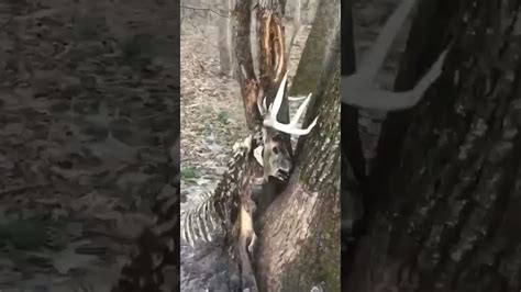 Deer Stuck In Tree With Antlers Youtube