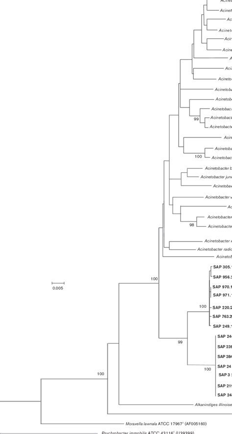 Neighbour Joining Tree Based On 16s Rrna Gene Sequences Showing The