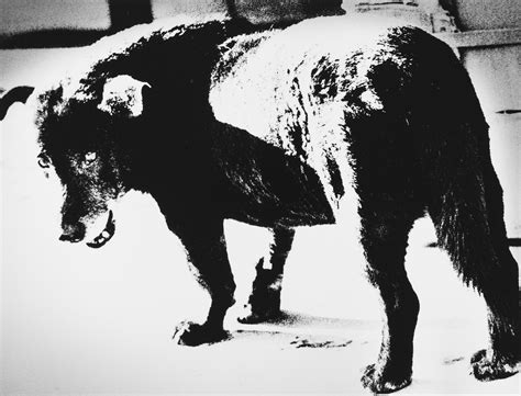 Daido Moriyama Stray Dog Misawa 1971 Photographs Finarte Casa D