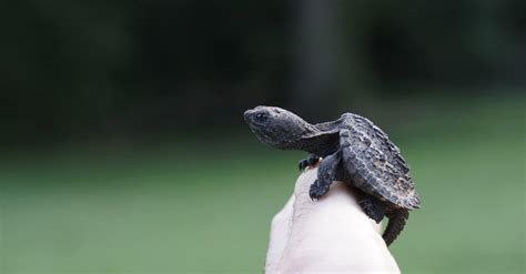 What’s a Baby Snapping Turtle Called + 4 More Facts! - A-Z Animals