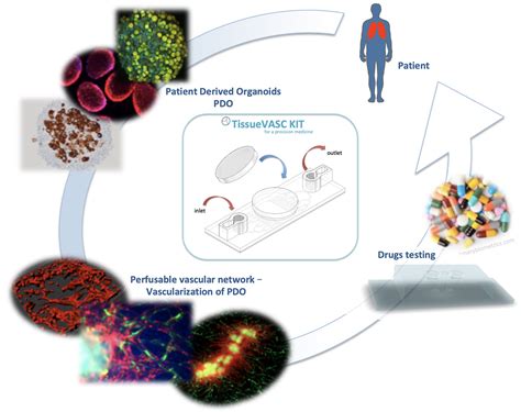 Nano Regenerative Medicine Topic 5 3d Vascularized Strategies To