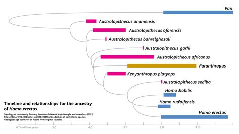 What do we know about the ancestry of Homo erectus?