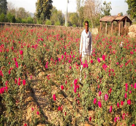 Maads Land Is Smelling Of Rose Cultivation Farmers Are Happy With In