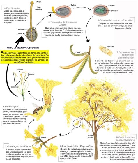 Ciclo De Vida Angiospermas In Orchard Tree Still Life Drawing