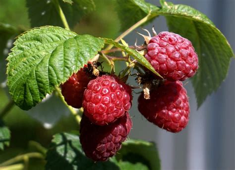 Comment Planter Des Framboisiers