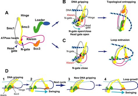 Genome Organization The Loopy World Of Cohesin Elife