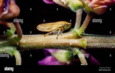 Meadow Froghopper Or Meadow Spittlebug Philaenus Spumarius Stock Photo