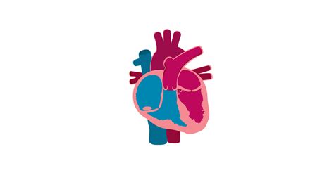 Peripartum Cardiomyopathy Cardiomyopathy Uk