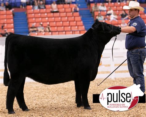 National Jr Maine Anjou Show Bred Owned Maine Angus Females The