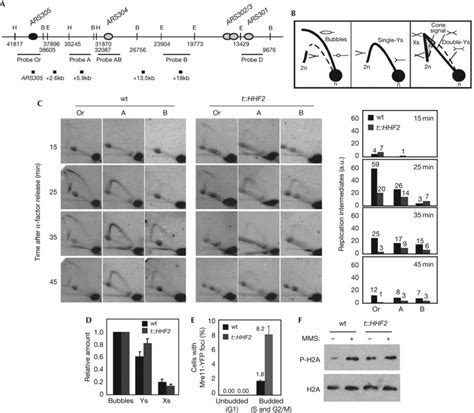 Replication Intermediates Collapse In Cells Partly Depleted Of Histone