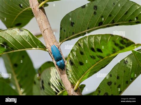 Iridescent beetle hi-res stock photography and images - Alamy