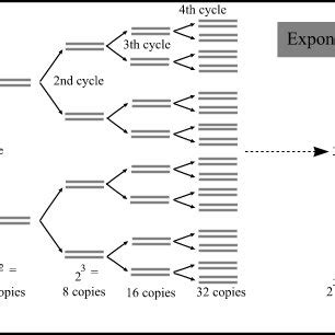 a simple Diagram for PCR reaction | Download Scientific Diagram