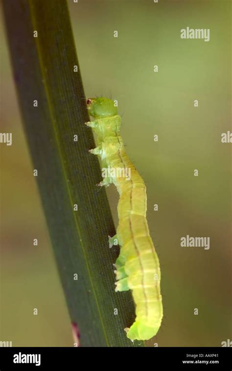 Green Caterpillar Uk Hi Res Stock Photography And Images Alamy