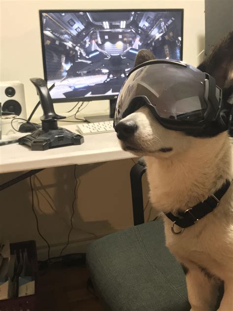 More Pets And Star Citizenfeat Space Doggo Rstarcitizen