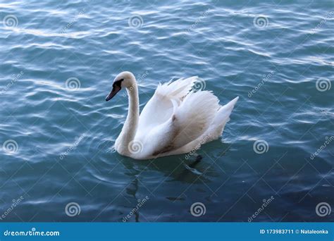 White Swan Swimming In The Lake Blue Beautiful Calm Water Nature