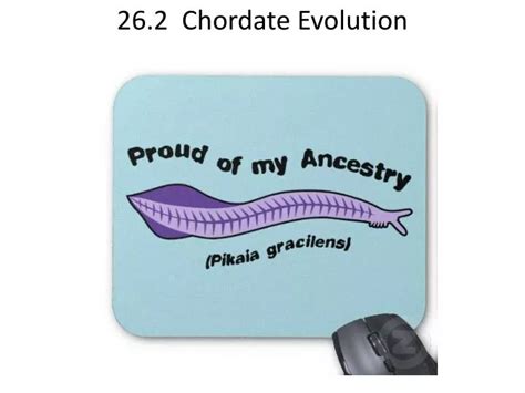 PPT - 26.2 Chordate Evolution PowerPoint Presentation, free download - ID:2128807