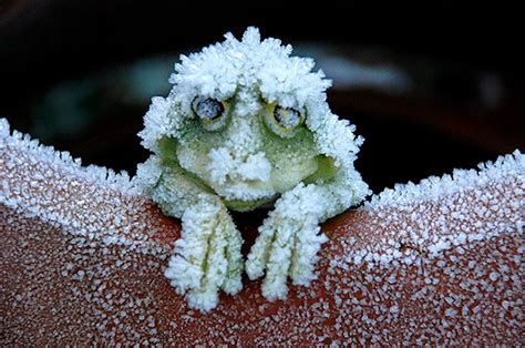 EmunaDate: Frozen Wood Frogs: A Common Conundrum