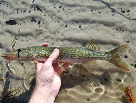 Chain Pickerel Esox niger