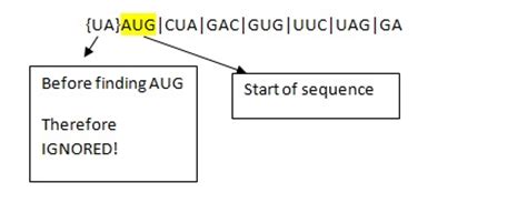 How to Find Amino Acid Sequence