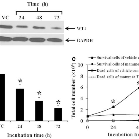 Mammea E Bb Treatment Induced S Phase Cell Cycle Arrest In K562 Cells Download Scientific