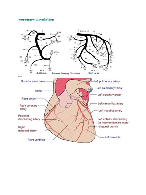 Coronary Circulation