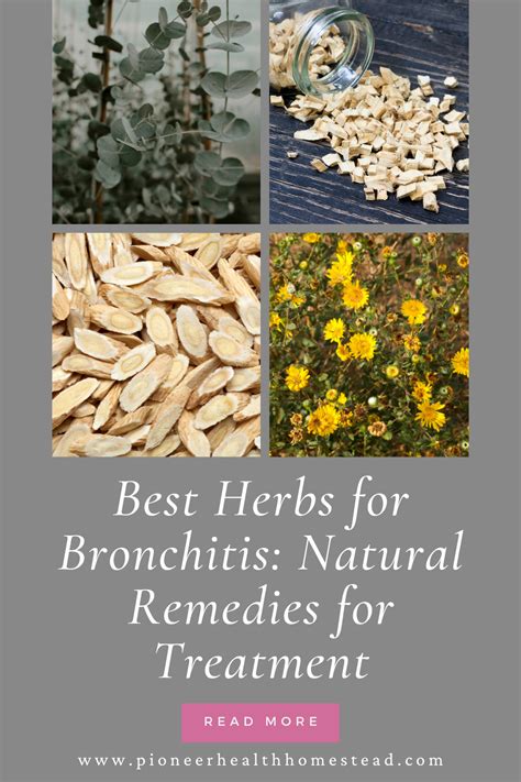 Best Herbs For Bronchitis Natural Remedies For Treatment Pioneer Health Homestead