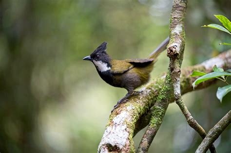 Lamington National Park, Queensland, Australia – Thorsten Klein Photography