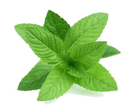 Mint Herb Leaf Fresh Flavor Png